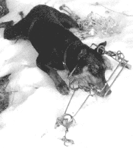 conibear trap